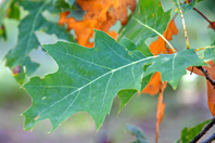 Quercus rubra